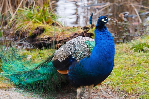 a colorful peacock Stock Photo 04
