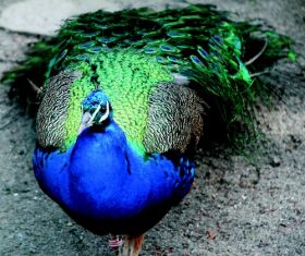 a colorful peacock Stock Photo 05
