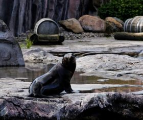 a lovely sea lions Stock Photo 01