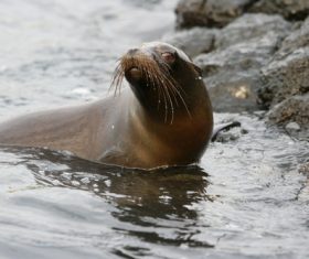 a lovely sea lions Stock Photo 04