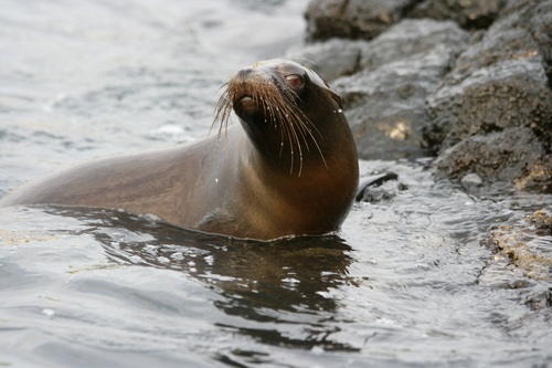 a lovely sea lions Stock Photo 04