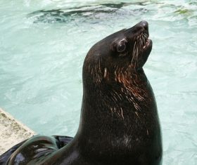 a lovely sea lions Stock Photo 06