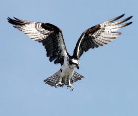 Aerial spread wings to fly eagle Stock Photo