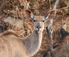 African antelope Stock Photo 01
