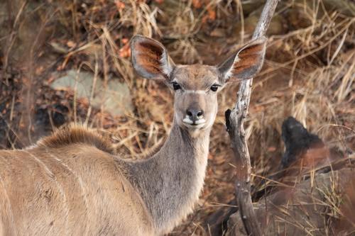 African antelope Stock Photo 01