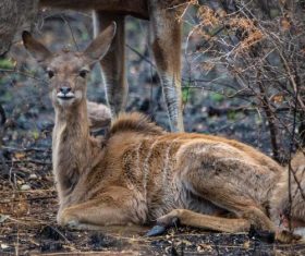 African antelope Stock Photo 02