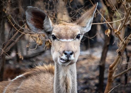 African antelope Stock Photo 03