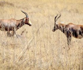 African antelope Stock Photo 04