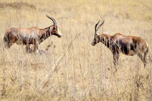 African antelope Stock Photo 04