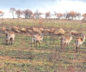 African antelope Stock Photo 05