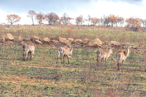 African antelope Stock Photo 05
