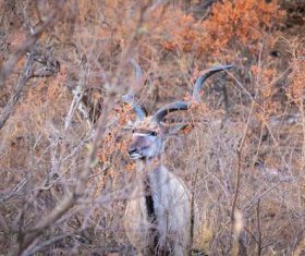 African antelope Stock Photo 06