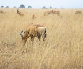 African antelope Stock Photo 07
