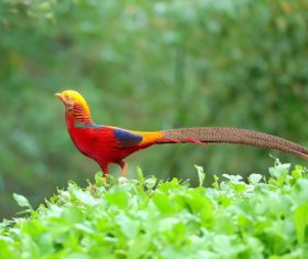 Beautiful red-bellied pheasant Stock Photo 01
