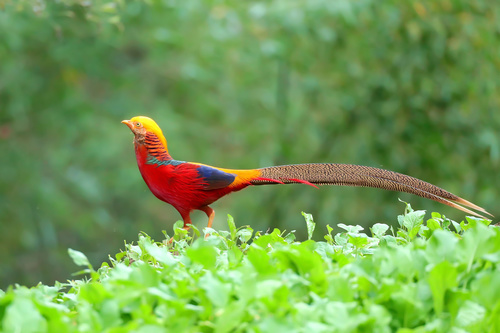 Beautiful red-bellied pheasant Stock Photo 01