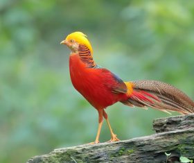 Beautiful red-bellied pheasant Stock Photo 02