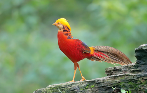 Beautiful red-bellied pheasant Stock Photo 02