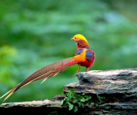 Beautiful red-bellied pheasant Stock Photo 03