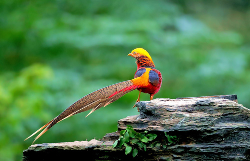 Beautiful red-bellied pheasant Stock Photo 03