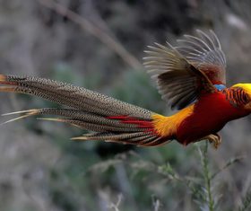 Beautiful red-bellied pheasant Stock Photo 04