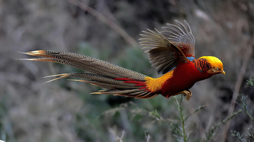 Beautiful red-bellied pheasant Stock Photo 04
