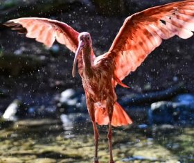 Bird flapping its wings Stock Photo