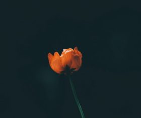 Black background against a red flower Stock Photo