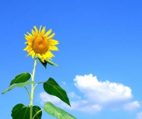 Blue sky with white clouds and sunflowers close-up Stock Photo