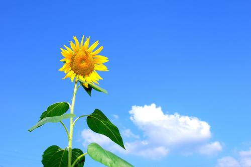 Blue sky with white clouds and sunflowers close-up Stock Photo