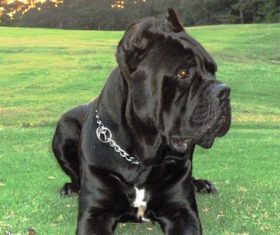 Cane Corso Stock Photo 01
