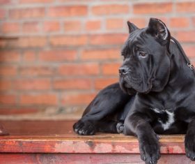 Cane Corso Stock Photo 02