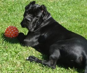 Cane Corso Stock Photo 03