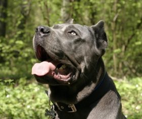 Cane Corso Stock Photo 04