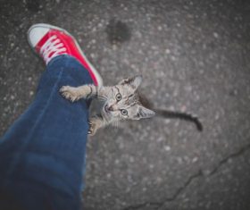 Cat grasping the masters trouser legs Stock Photo