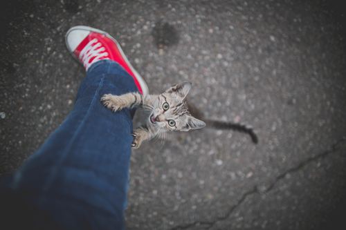 Cat grasping the masters trouser legs Stock Photo