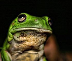 Colorful frog Stock Photo 01