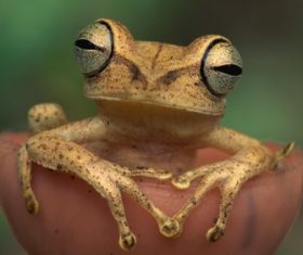 Colorful frog Stock Photo 03