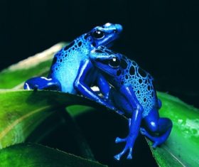 Colorful frog Stock Photo 04