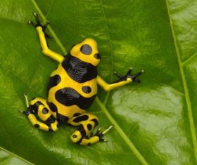 Colorful frog Stock Photo 05