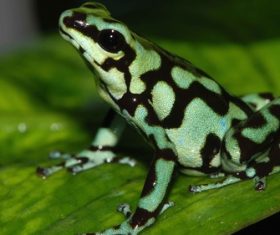 Colorful frog Stock Photo 06