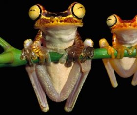 Colorful frog Stock Photo 07