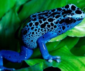 Colorful frog Stock Photo 08