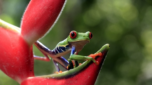 Colorful frog Stock Photo 10