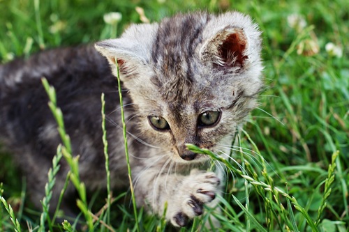 Cute grey kitten Stock Photo 01