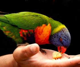 Feeding rainbow parrot Stock Photo