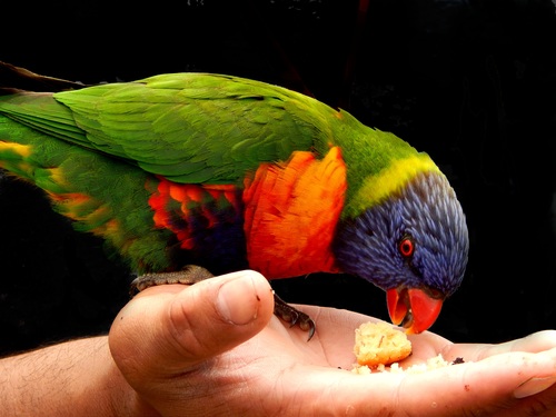 Feeding rainbow parrot Stock Photo