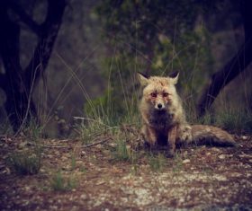 Fox sitting on the grass Stock Photo
