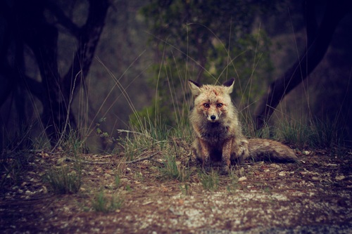 Fox sitting on the grass Stock Photo