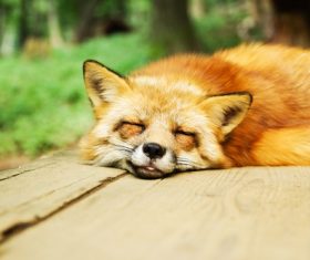 Fox sleeping Stock Photo