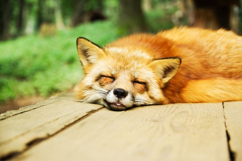 Fox sleeping Stock Photo
